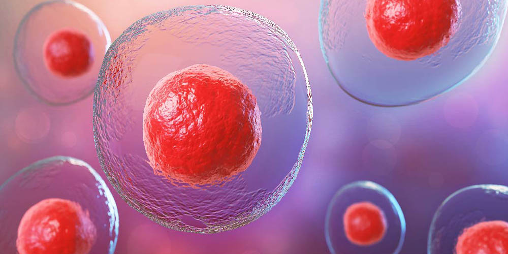 Stem Cells Treatment For Male Sexual Performance 02